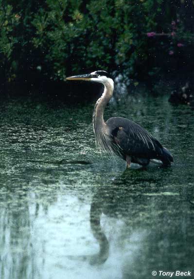 great_blue_heron.jpg